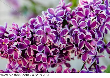 Big Lilac Branch Bloom. Spring Purple Lilac Flowers Close-up On Blurred Background. Bouquet Of Purpl