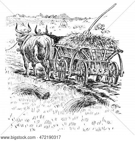 Illustration From The Book Bohdan Khmelnytskyi, M. Starytskyi. Circa 1647: Peasant Feeding With Hay 