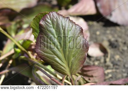 Elephants Ears Leaves In The Garden In Spring
