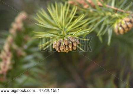 Chinese Fir Branch With Flowers In The Winter