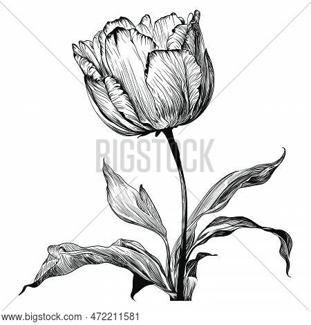 Tulip Sketch. Hand Vector & Photo (Free Trial) | Bigstock