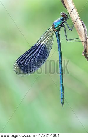 Macro Dragonfly Calopteryx Splendens. Closeup Big Blue Dragonfly. Insect In Nature