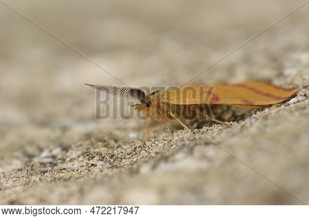 Closeup On The Colorful Purple-barred Yellow Geometer Moth, Lythria Cruentaria , Sitting On A Stone