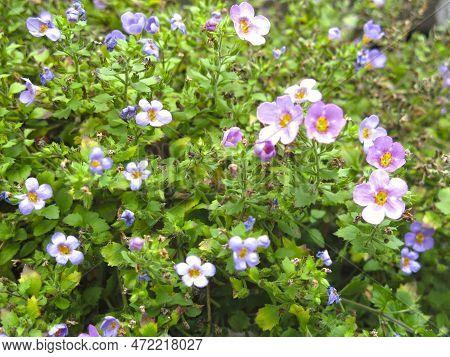 Ornamental Plant Bakopa (sutera Diffusus, Bacopa Diffusus) Blooms With Small Multicolored Flowers On