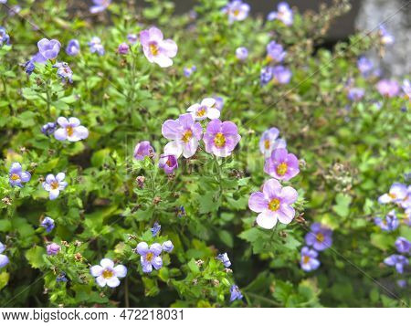 Ornamental Plant Bakopa (sutera Diffusus, Bacopa Diffusus) Blooms With Small Multicolored Flowers On