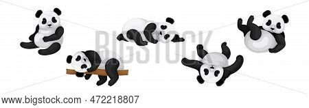Black And White Giant Panda Bear In Different Pose Vector Set