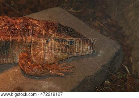Closeup Of Large Endangered Red Tegu Lizard , Tupinambis Rufescens, In The Enclosure In The Zoo