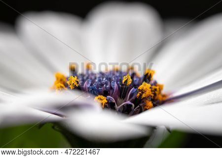 Macro Shot Of Beautiful Daisy Stamens. Floral Background