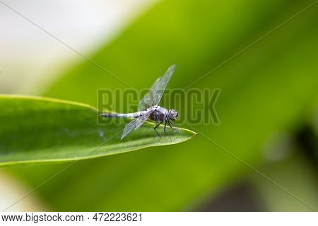 A Blue Dasher Dragonfly, Brachydiplax Chalybea, On A Plant Leaf.