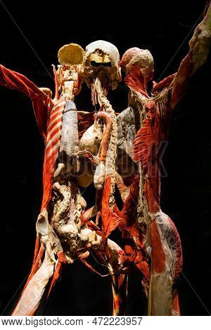 Moscow, Russia - May 05, 2021: Famous Anatomy Exhibition Body Worlds Where Plastinated Bodies Are Ex