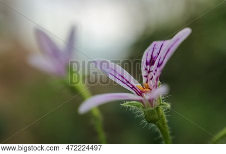 Close Up Of A Purple Flowering Plant