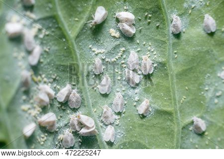 Whitefly Aleyrodes Proletella Agricultural Pest On Cabbage Leaf.