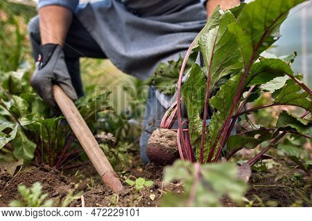 Close-up Of Male Hands In Gloves With Beets In The Garden During The Harvest In Autumn, Harvesting, 