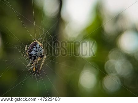 Tailed Orb-weaver Spider, Eriovixia Sp, Araneidae Family, Aranaea Order, With Its Prey.