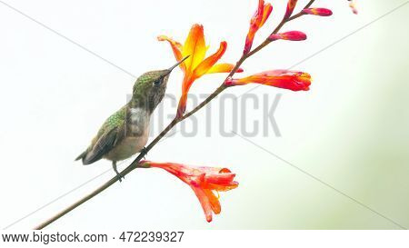A Volcano Hummingbird Perches And Feeds On Crocosima Flower