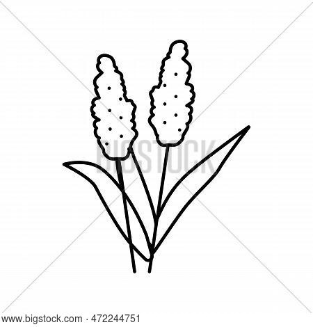Sorghum Plant Food Line Icon Vector. Sorghum Plant Food Sign. Isolated Contour Symbol Black Illustra