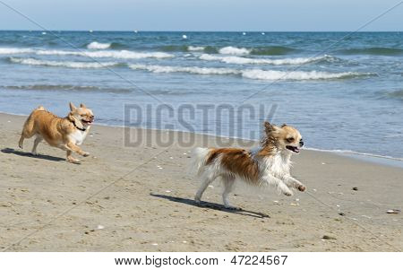 Chihuahuas am Strand