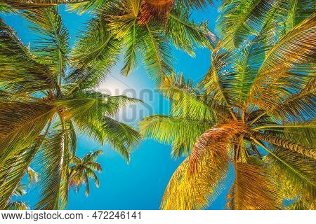 Coconut Palm Tree Against Blue Sunny Sky On A Tropical Island Beach