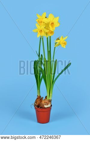 Spring Flower Plant 'narcissus Cyclamineus Tête à Tête' On Blue Background