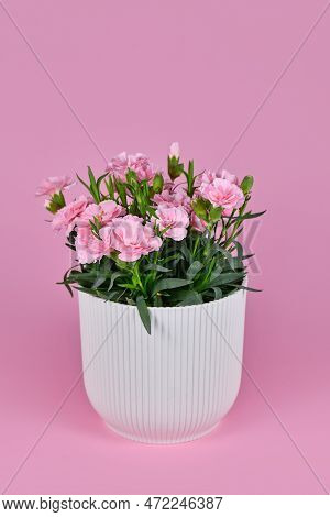 Pink Dianthus Flowers In Flower Pot On Pink Background