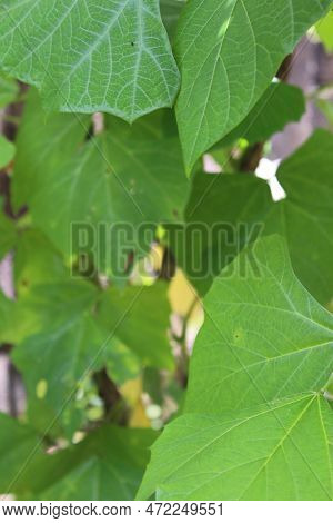 Fokus On Green Leaves Bengkoang. Fresh And Nature.