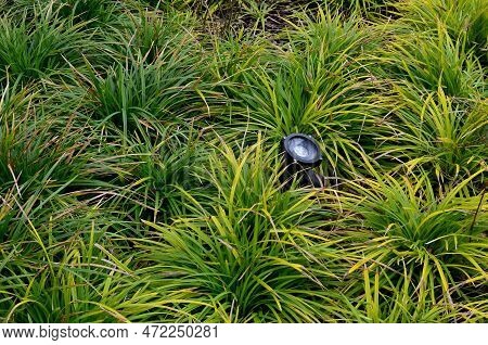Consequently It Is Recommended As A Slowly Spreading ground Cover, Naturalizing  For, And In rain Ga