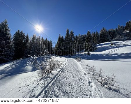 Excellently Arranged And Cleaned Winter Trails For Walking, Hiking, Sports And Recreation In The Are