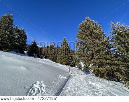 Excellently Arranged And Cleaned Winter Trails For Walking, Hiking, Sports And Recreation In The Are