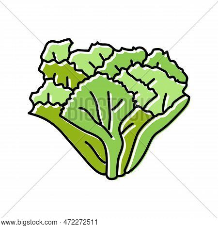 Escarole Salad Food Color Icon Vector. Escarole Salad Food Sign. Isolated Symbol Illustration