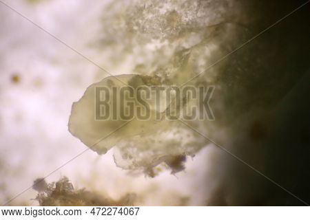 Analysis Of Microplastic Waste Contaminated In Soils And Water. The Microscope Of Fragment Type Micr