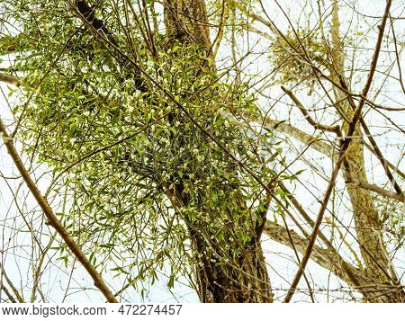 Several bunches of mistletoe on tree branches against a background of the sky