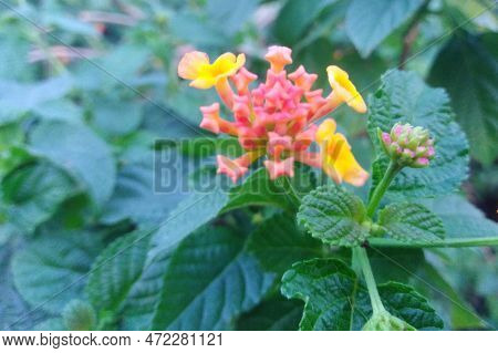 Pink Yellow Colored Lantana Camara Flowers In Village Nature. Lantana Blossom Medicinal Herbs Plant.