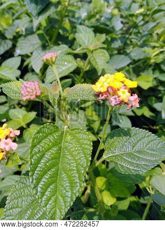 Lantana Camara Flower Plants. Lantana Green Bright Leaves. Asian Flower Plant, Lantana Flower Plant 