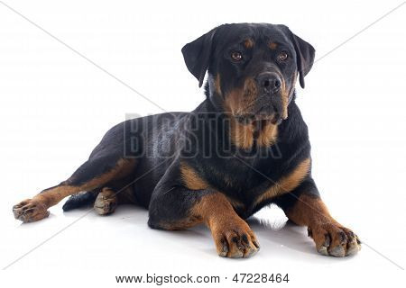 Rottweiler