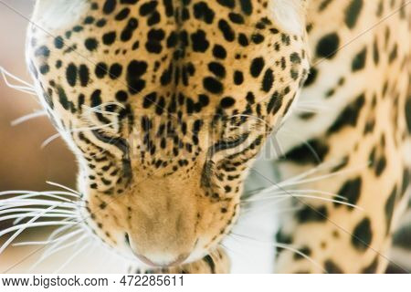 Leopard Pantera Padus Kotiya In The Rock