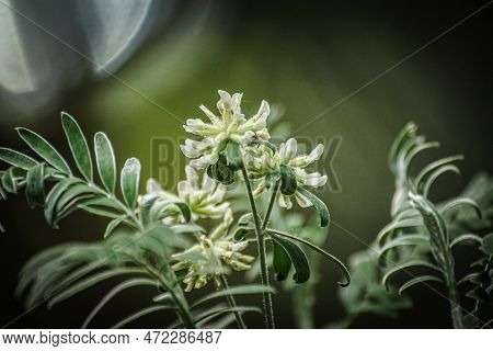 Close Up Of Flowering Plant Against Blurred Background