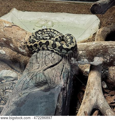 A Fearsome Snake Rests On A Log Next To Its Swimming Pool During A Trip To The Zoo