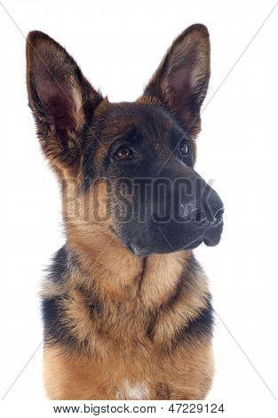 Schäferhund Welpen