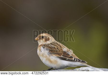 Snow Bunting (plectrophenax Nivalis) In Winter In The Highlands Of Scotland, United Kingdom.