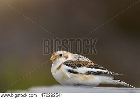 Snow Bunting (plectrophenax Nivalis) In Winter In The Highlands Of Scotland, United Kingdom.