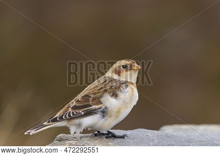 Snow Bunting (plectrophenax Nivalis) In Winter In The Highlands Of Scotland, United Kingdom.