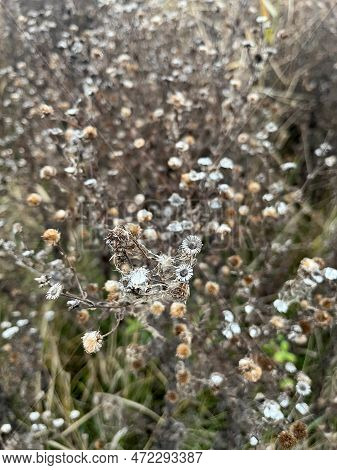 Close-up Of False Yellowhead Dried Flowers With Selective Focus On Foreground