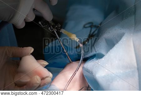 Port In The Dogs Knee During Joint Arthroscopy. In A Veterinary Clinic, A Joint Is Checked By Arthro