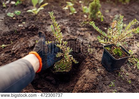 Planting Lonicera Pileata Into Soil. Gardener Puts Small Seedling In Hole In Garden. Transplanting F