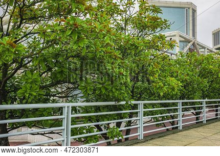 Empty Street At The Nice And Comfortable Garden Background In A Urban City. Green City Street Or All