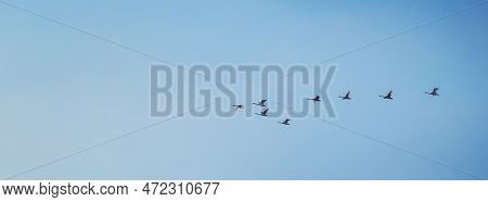 Flock Of Migrating Greylag Geese Flying In V-formation