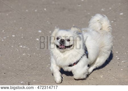 White  Pekinese At Play On The Beach In Winter