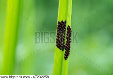 Leaf Foot Insect Eggs (family Coreidae) On The Leaves. Macro Shooting