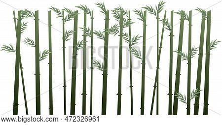 Bamboo Grows Like A Solid Wall. Tropical Reed Beds. Jungle And Rainforest Of Southern Latitudes. Car