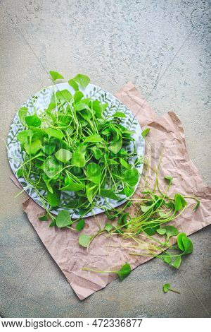 Winter Purslane - Indian Lettuce, Healthy Green Vegetables For Raw Salads And Cooking. Claytonia Per